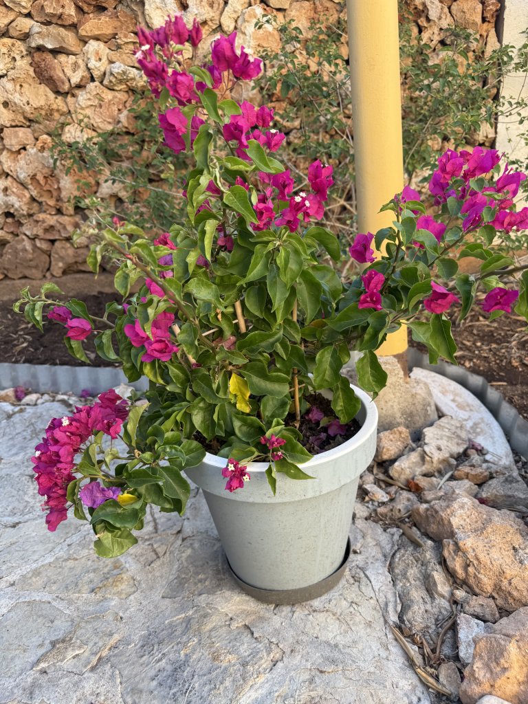 Bougainvillea