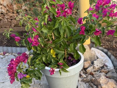 Bougainvillea