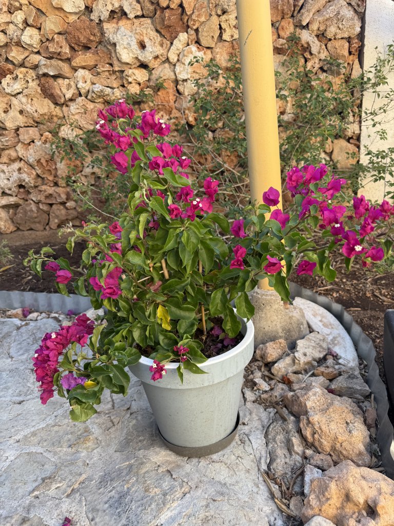 Bougainvillea
