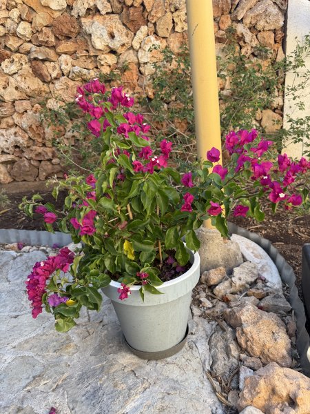 Bougainvillea