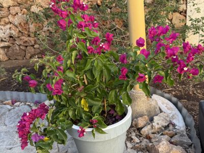Bougainvillea