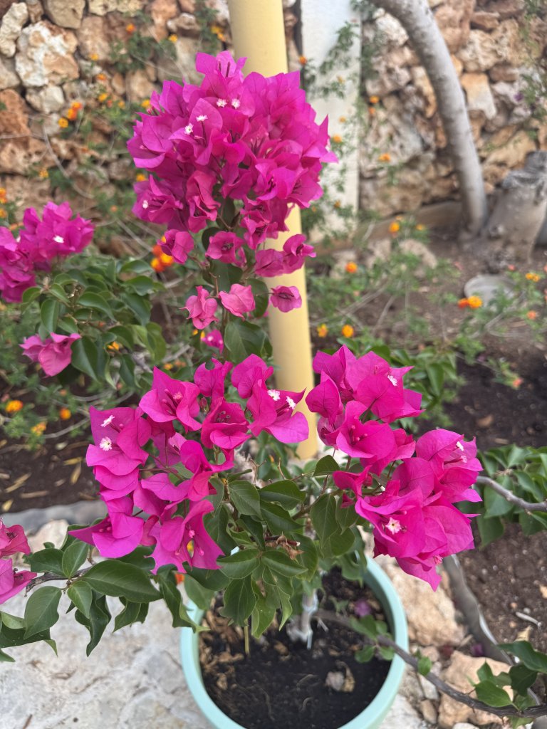 Bougainvillea