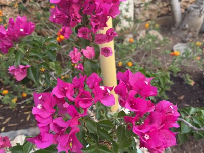 Bougainvillea