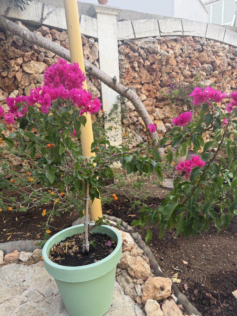 Bougainvillea