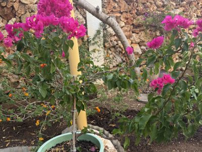 Bougainvillea