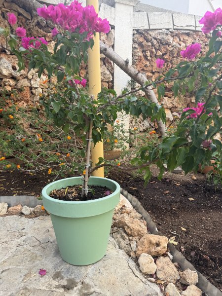 Bougainvillea