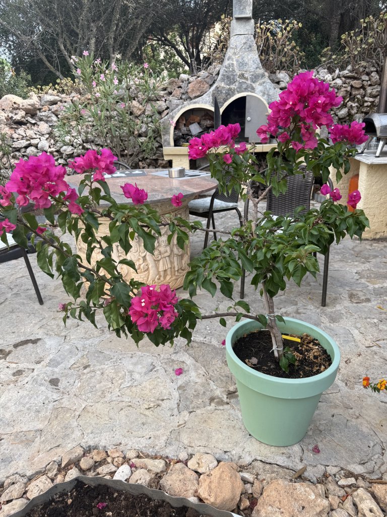 Bougainvillea