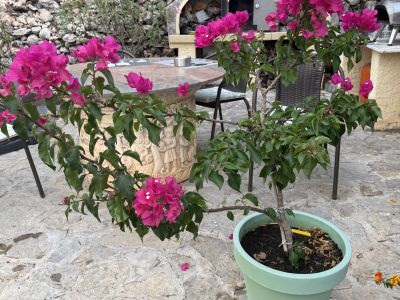 Bougainvillea