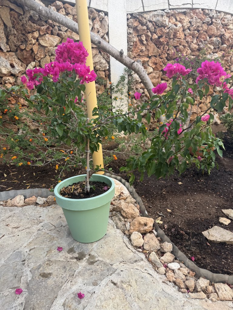 Bougainvillea