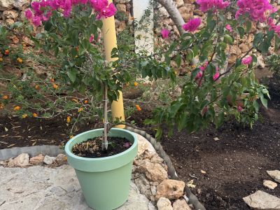 Bougainvillea