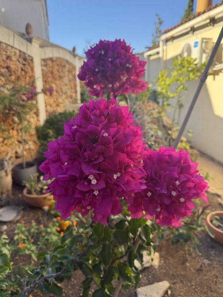 Bougainvillea