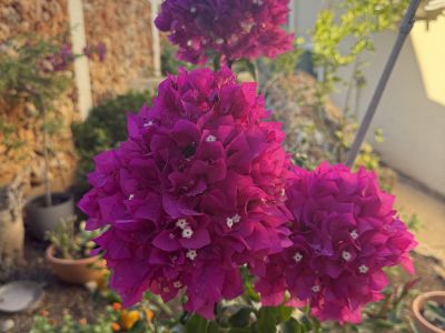 Bougainvillea