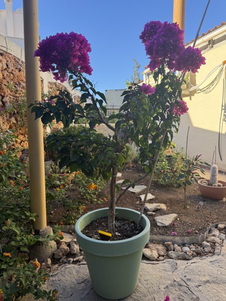 Bougainvillea
