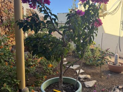 Bougainvillea