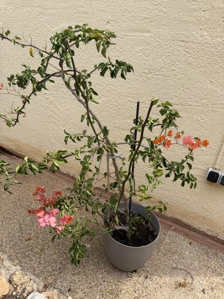 Bougainvillea
