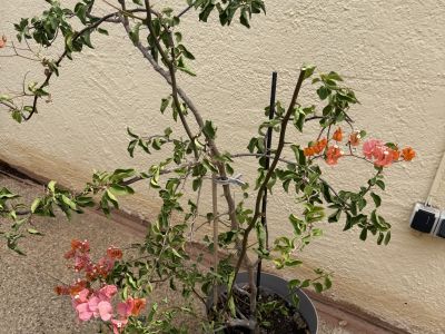 Bougainvillea