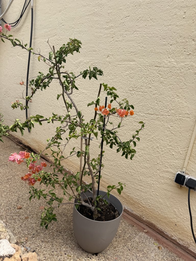 Bougainvillea