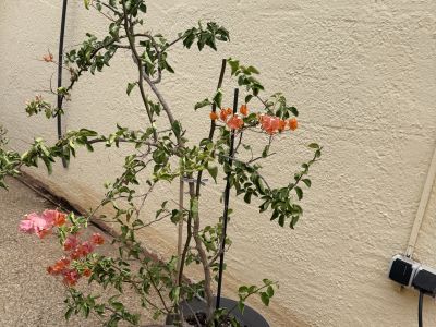 Bougainvillea