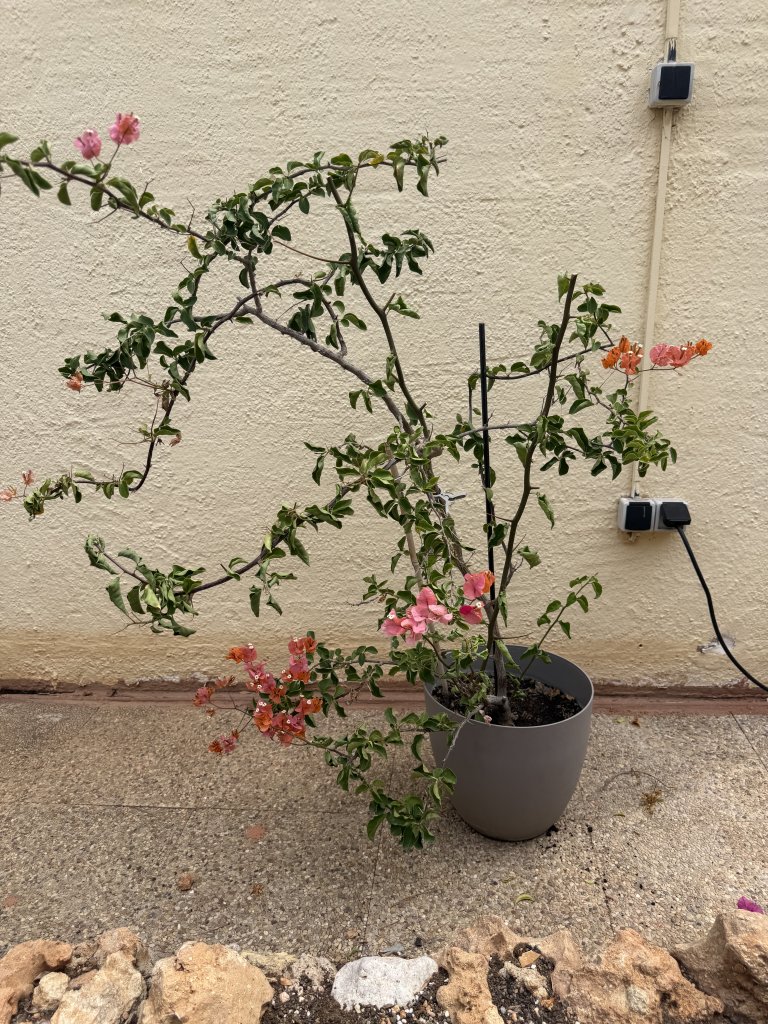 Bougainvillea