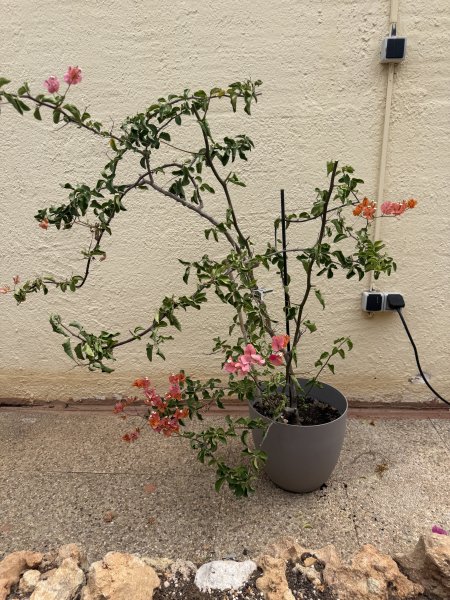 Bougainvillea