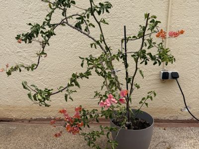Bougainvillea