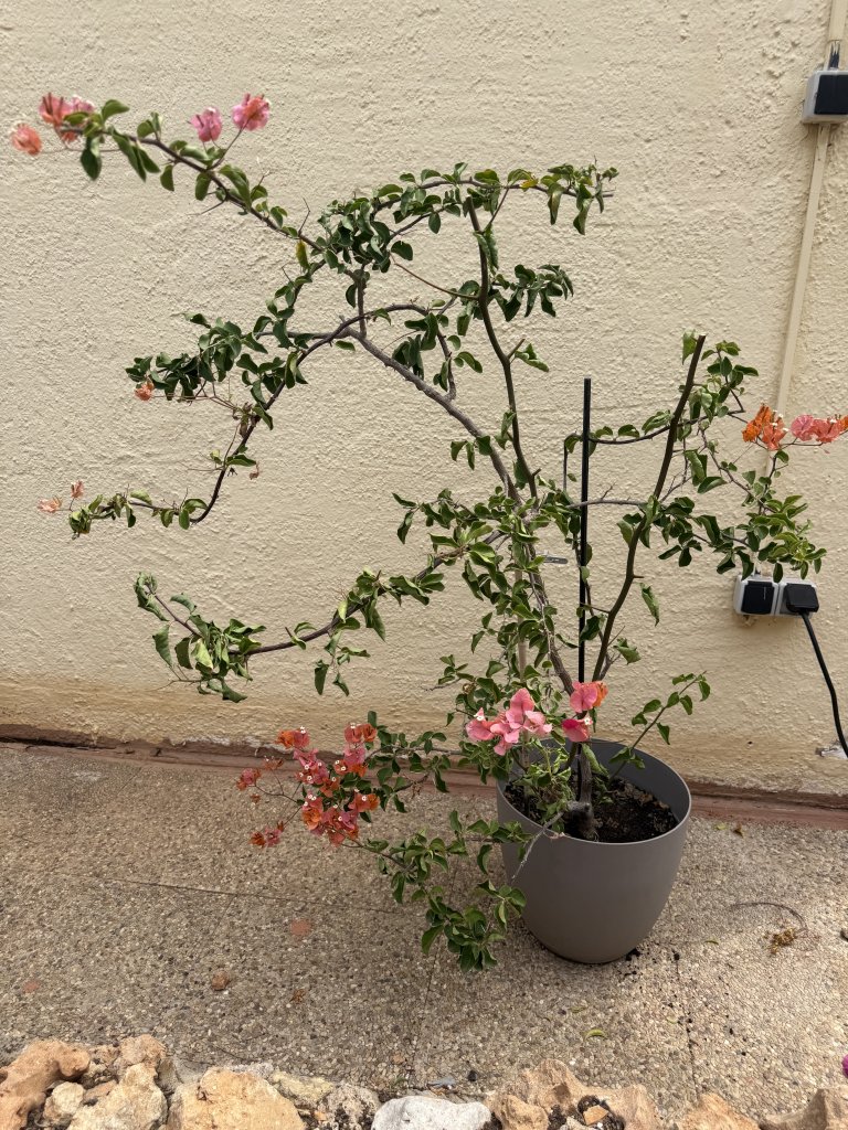 Bougainvillea