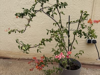 Bougainvillea