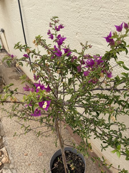 Bougainvillea