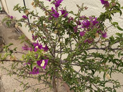 Bougainvillea