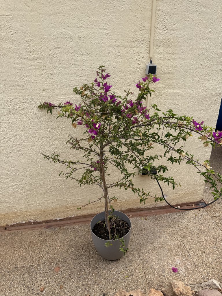 Bougainvillea