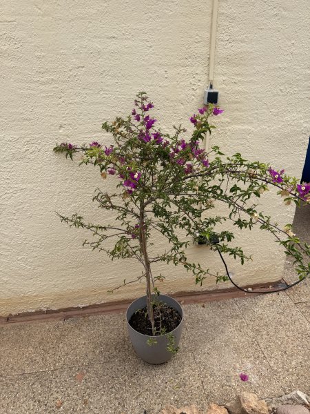 Bougainvillea