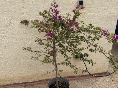 Bougainvillea