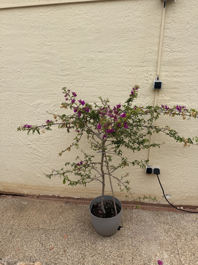 Bougainvillea