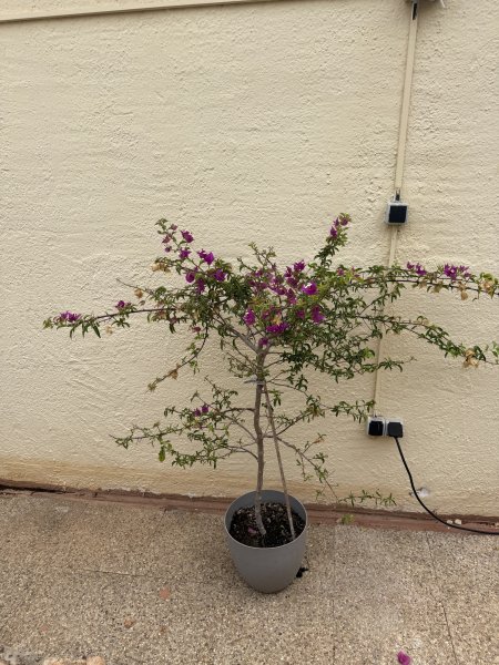 Bougainvillea