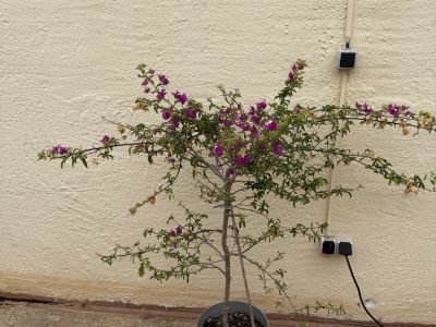 Bougainvillea