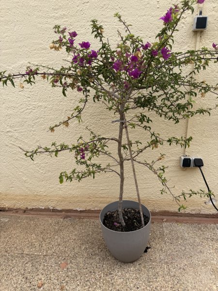 Bougainvillea
