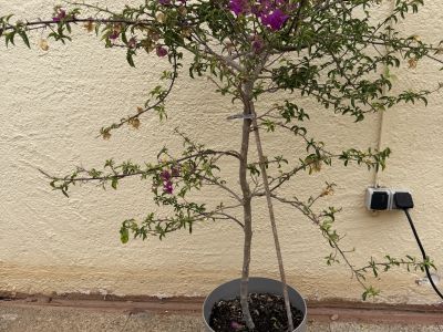 Bougainvillea