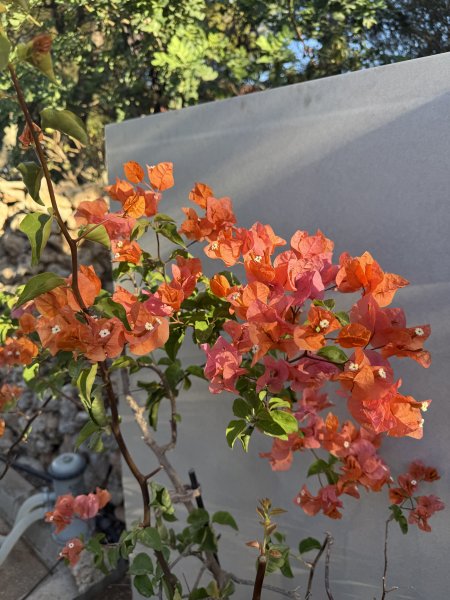Bougainvillea
