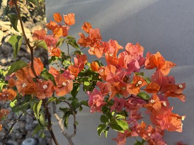 Bougainvillea