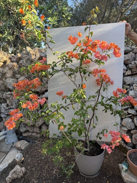 Bougainvillea