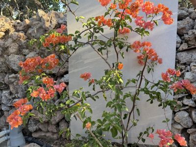 Bougainvillea