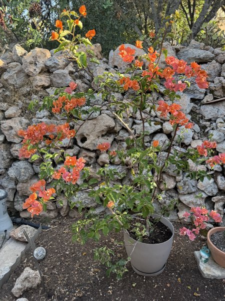 Bougainvillea