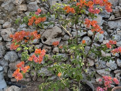 Bougainvillea