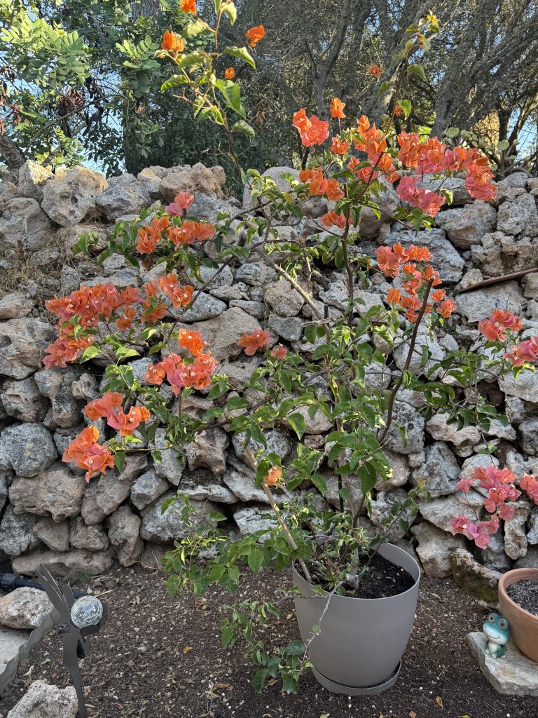 Bougainvillea