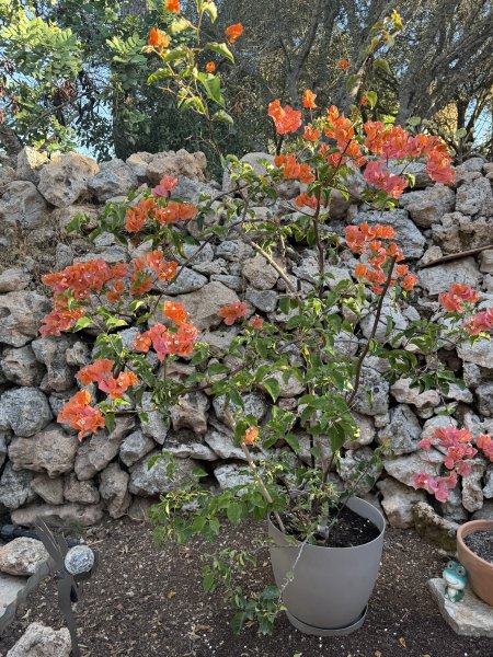 Bougainvillea