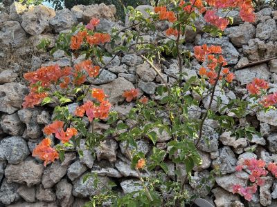 Bougainvillea
