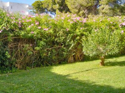 COSTA DE LA CALMA (SANTA PONSA): Renovierungsbedürftiges Studio fussläufig zum Strand