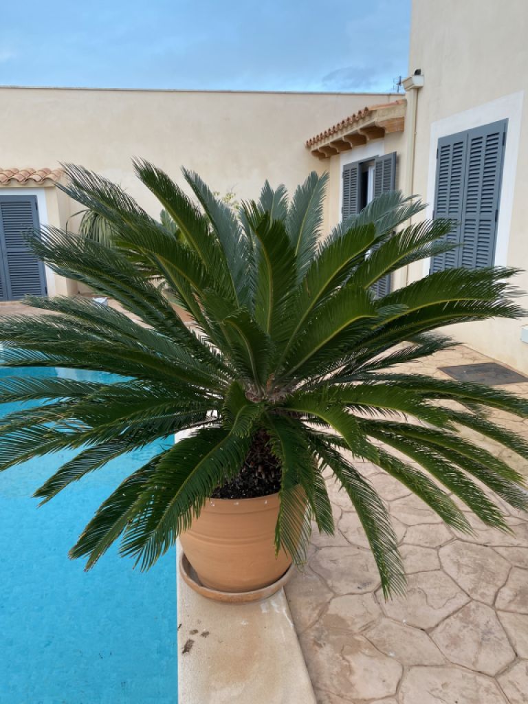 Cycas revoluta palms