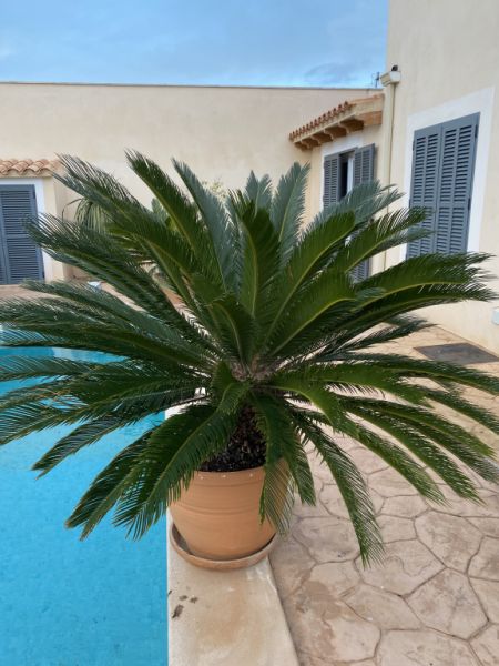Cycas revoluta palms