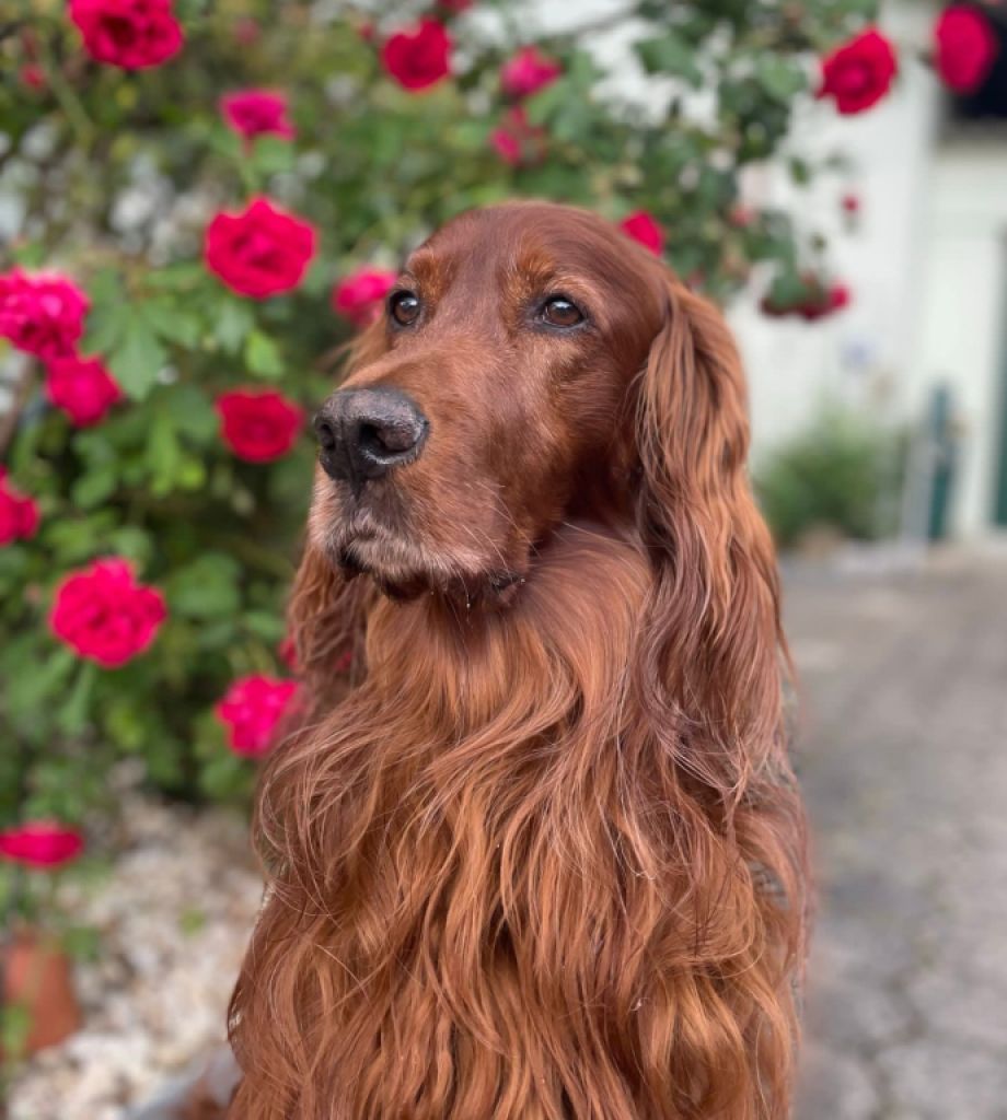 Deluxe Hundebetreuung Hundesitting Hundepension auch für